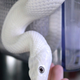 Illustration for article titled Bought a Snake
